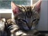 Avatar von Bengalcat