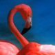 Avatar von Flamingo