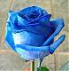 Avatar von bluerose