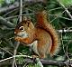 Avatar von squirrel