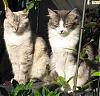 Avatar von ungarnkatze